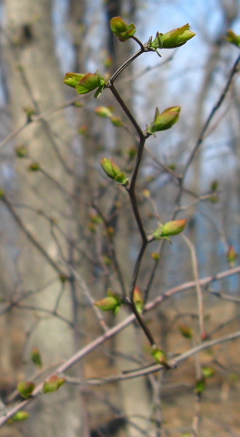 Spiraea fleuosa photo 6