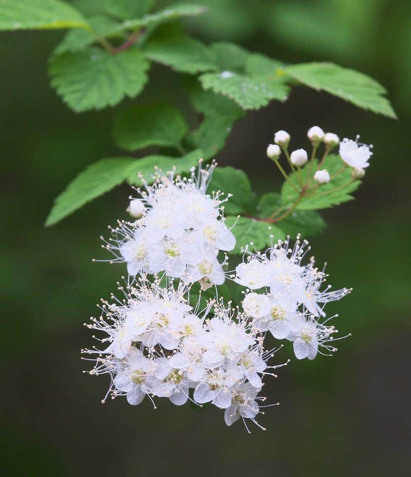 Spiraea fleuosa photo 7