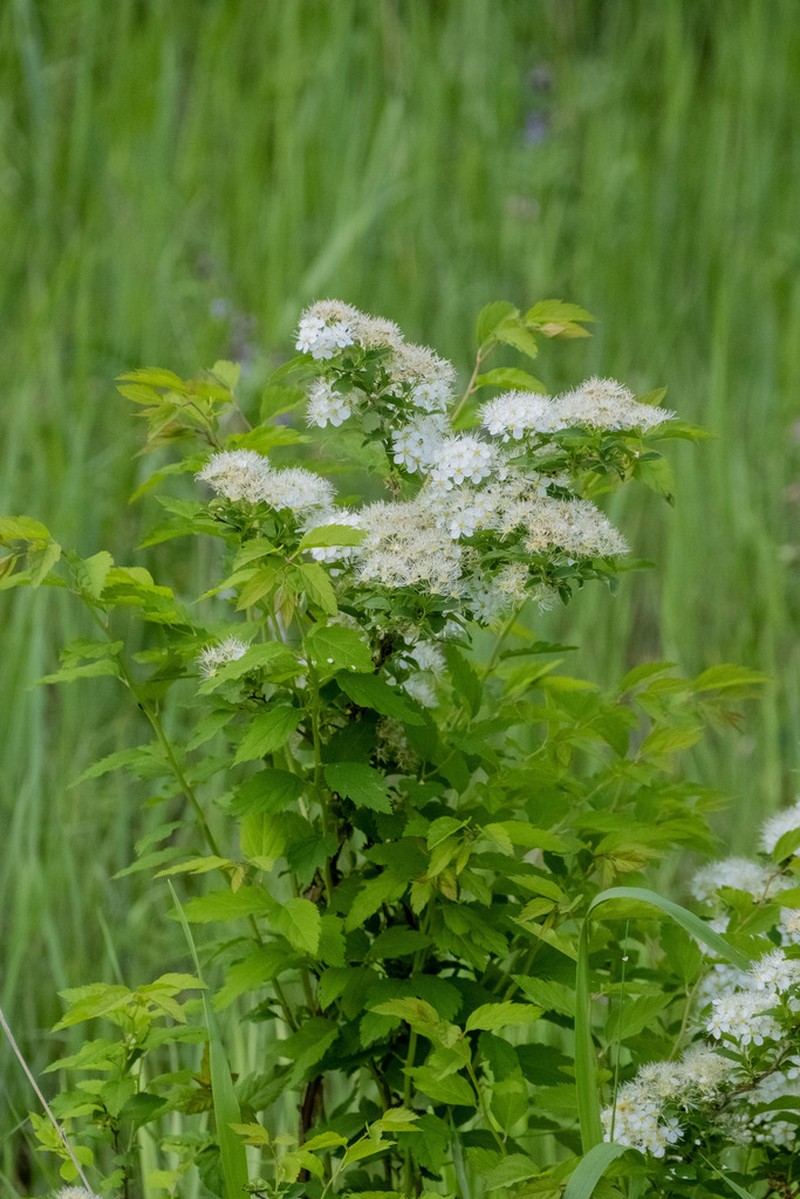 Spiraea fleuosa photo 8