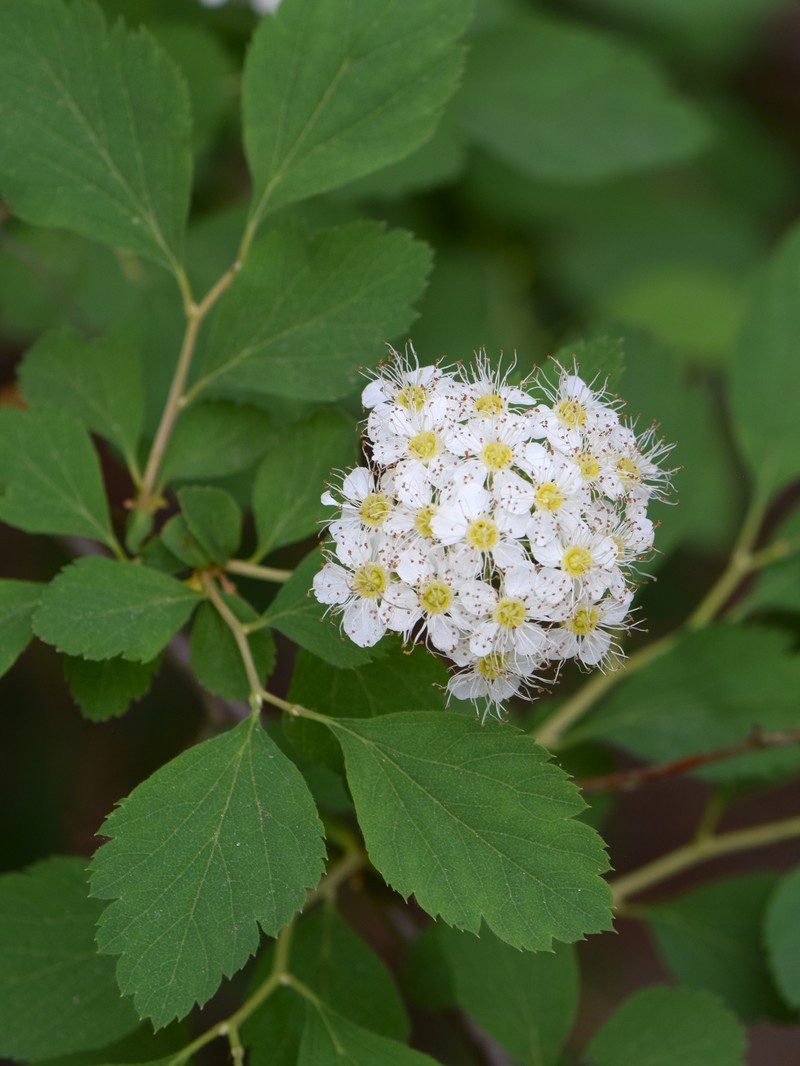 Germander Meadowsweet photo 5