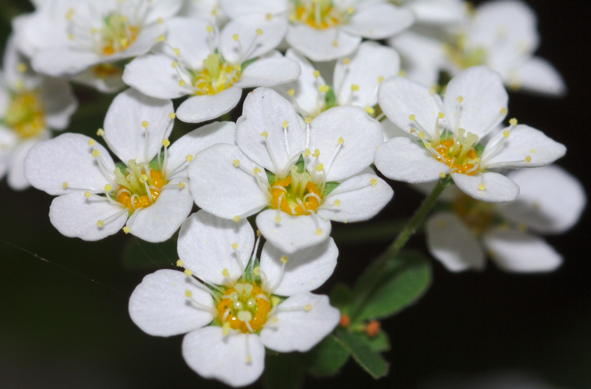Germander Meadowsweet photo 6