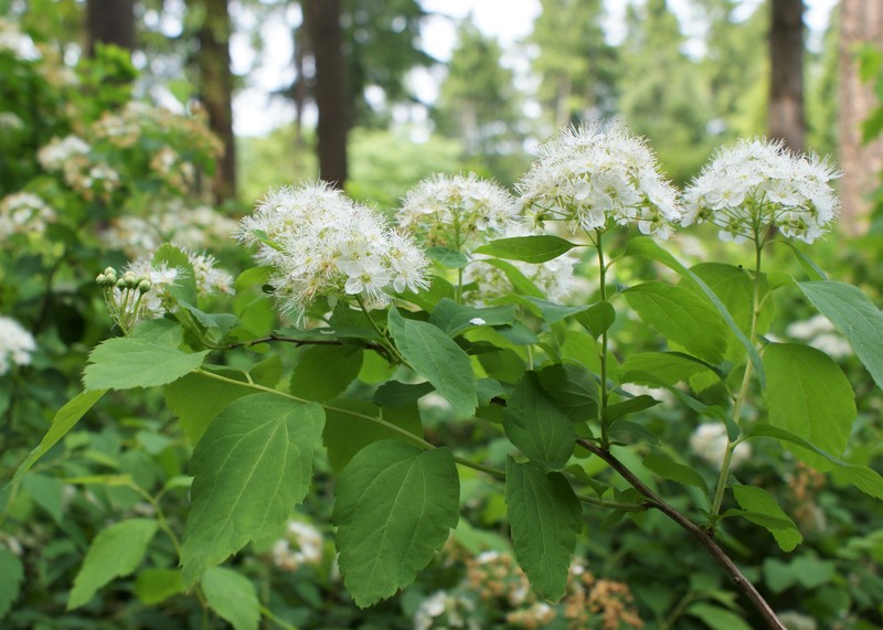 Germander Meadowsweet photo 2