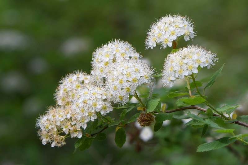 Germander Meadowsweet photo 3