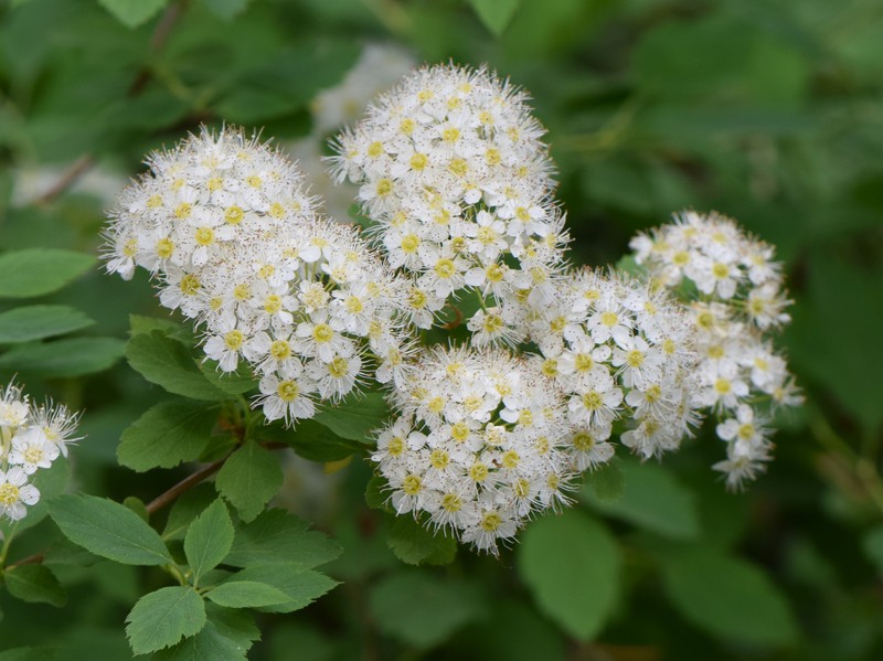 Germander Meadowsweet photo 4