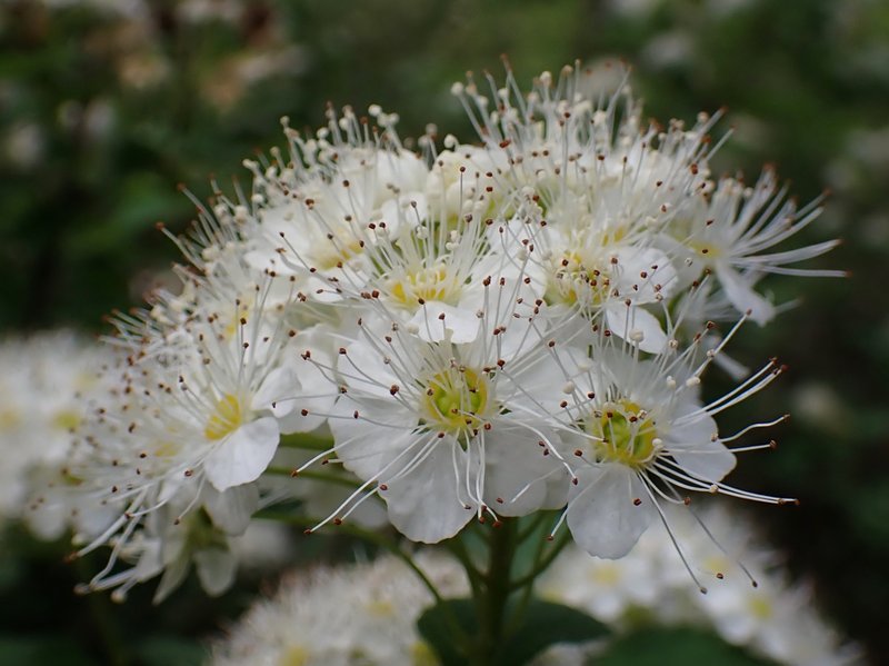 Germander Meadowsweet photo 7