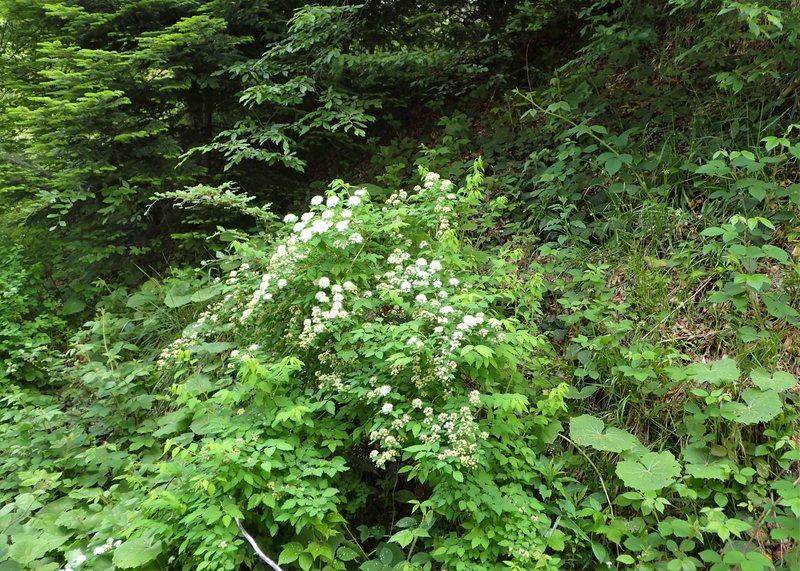 Germander Meadowsweet photo 8