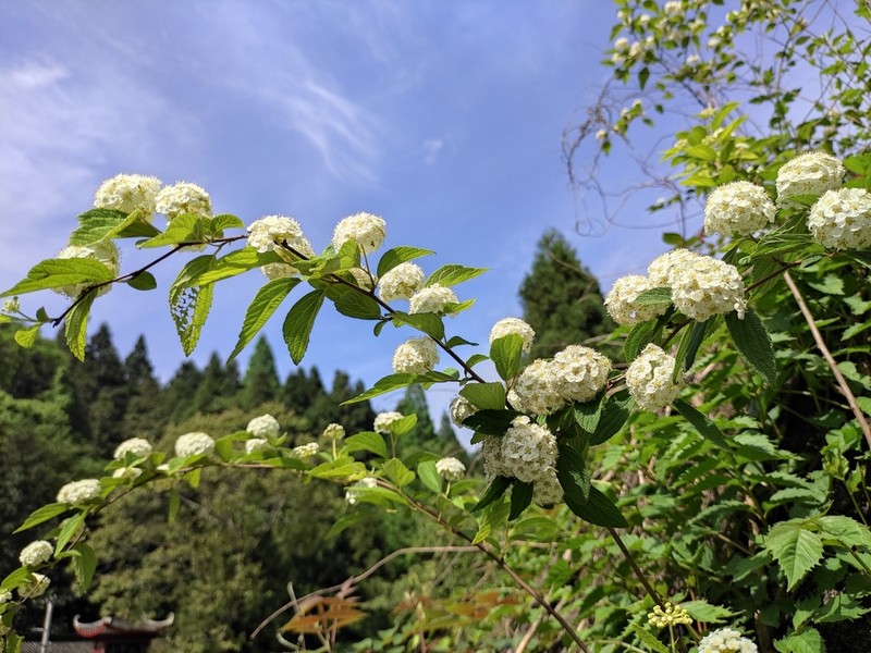 Spiraea chinensis