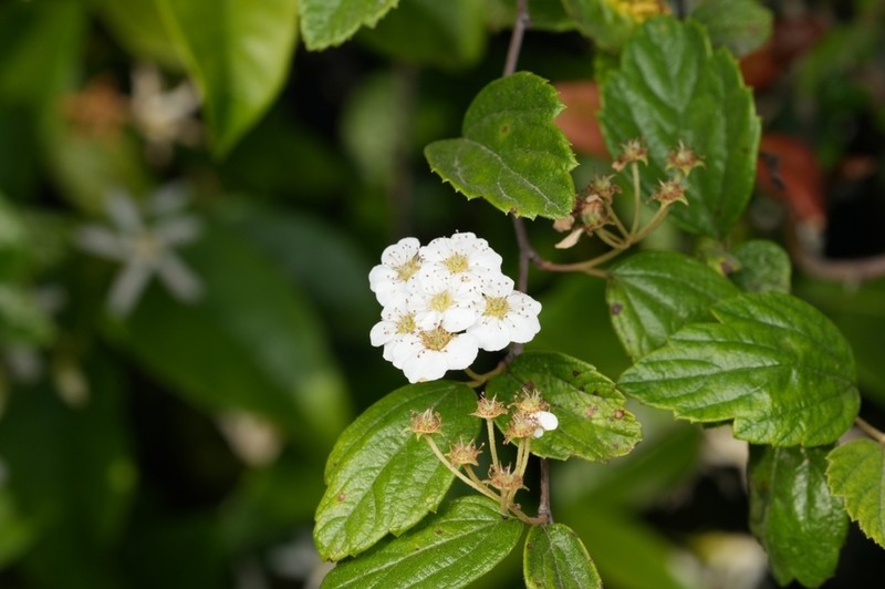 Spiraea chinensis photo 2