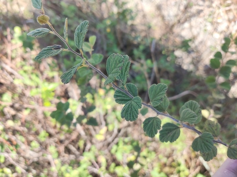 Spiraea chinensis photo 3