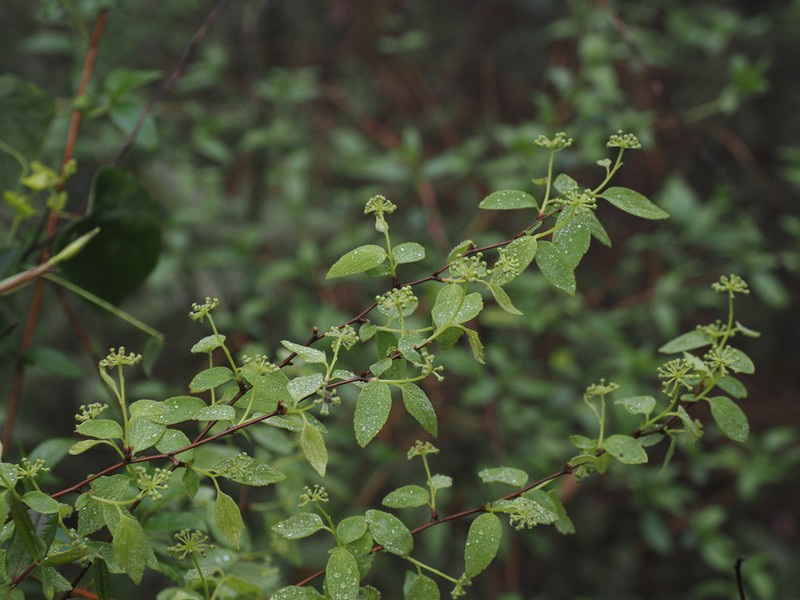 Spiraea chinensis photo 4