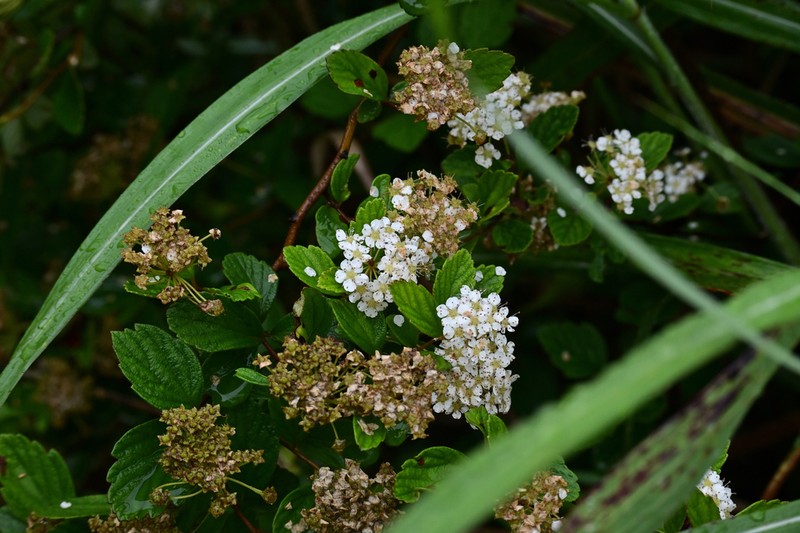 Spiraea chinensis photo 5
