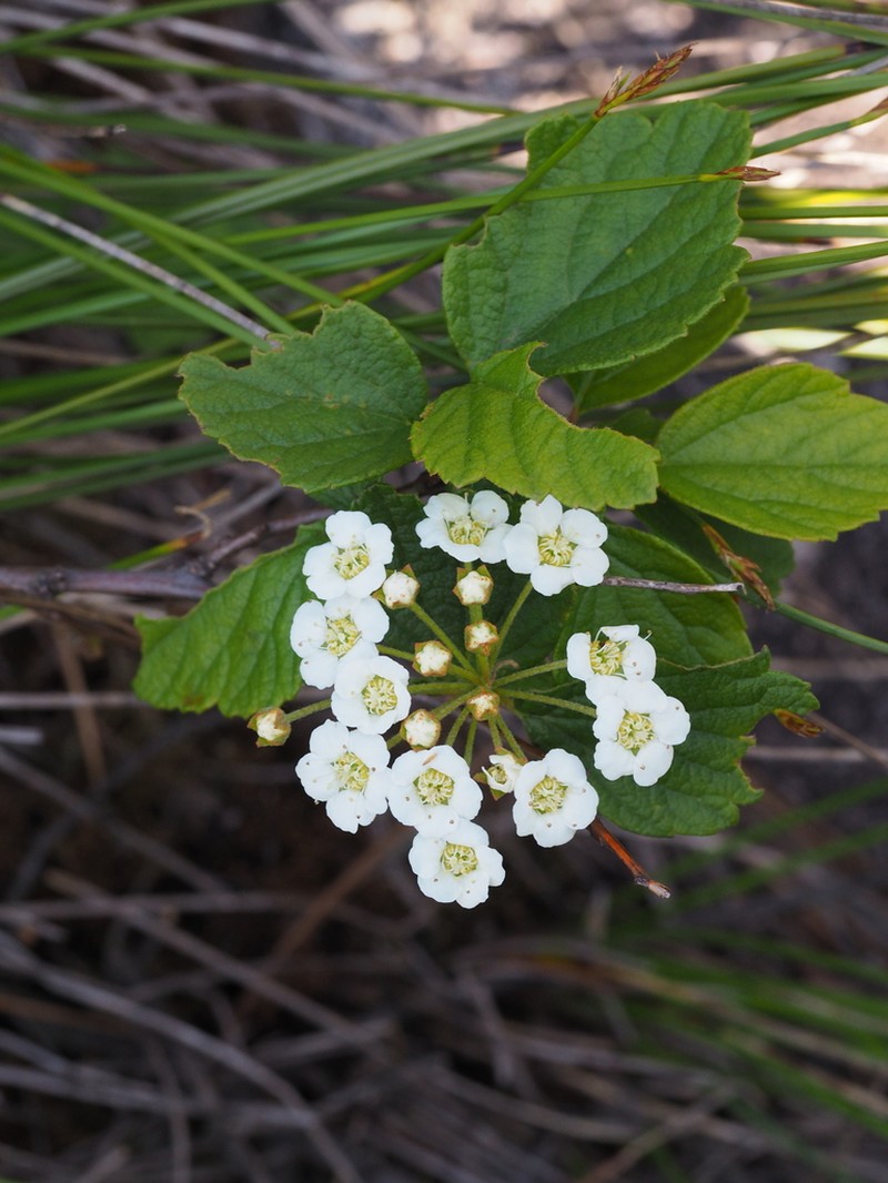 Spiraea chinensis photo 6