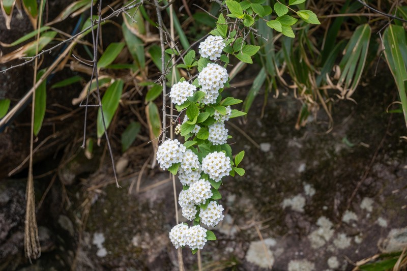 Spiraea chinensis photo 7