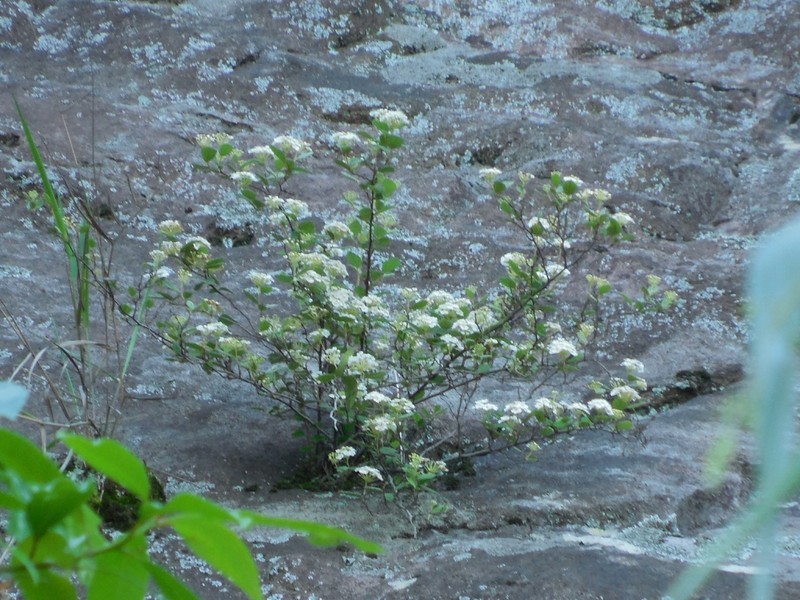 Spiraea chinensis photo 8