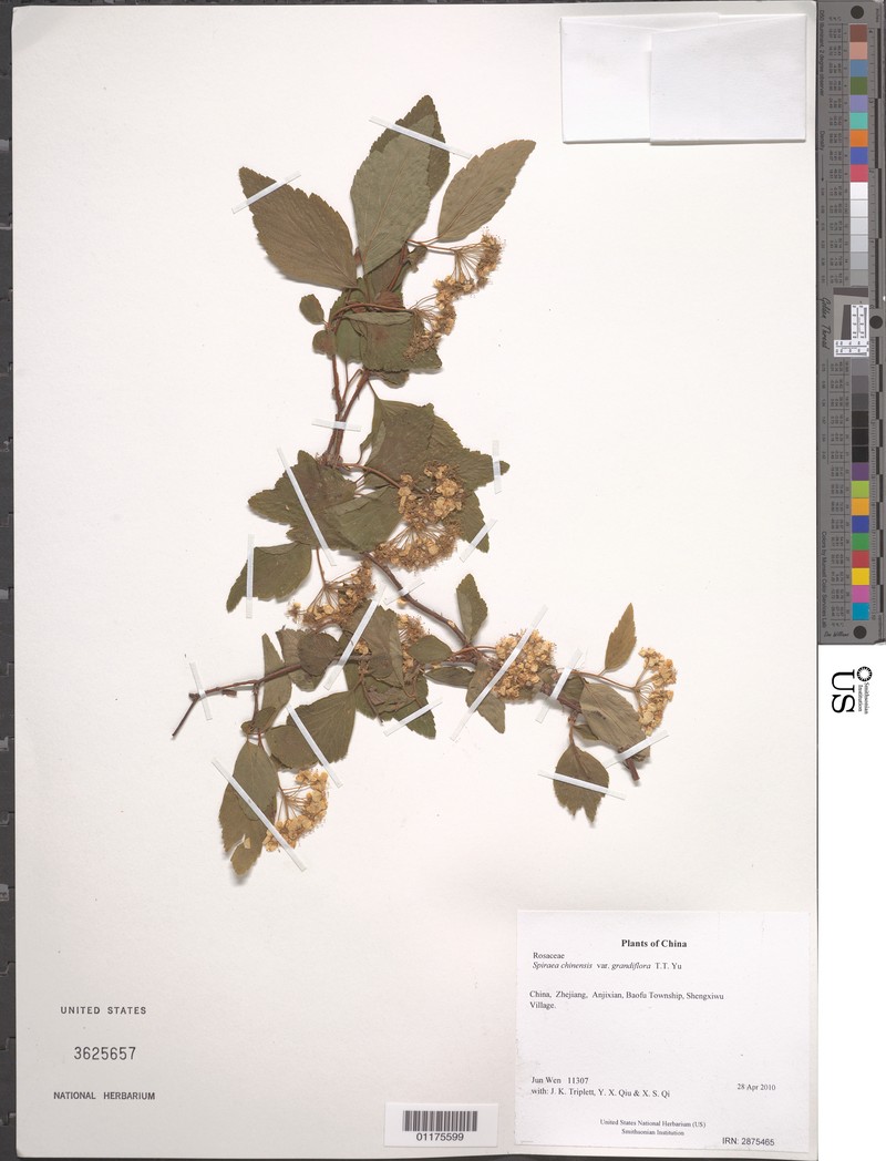 Spiraea chinensis var. grandiflora