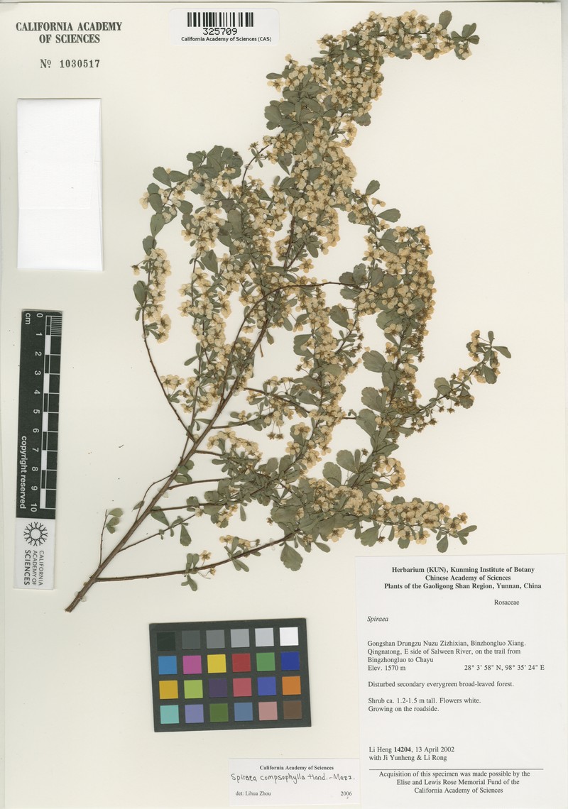 Spiraea compsophylla