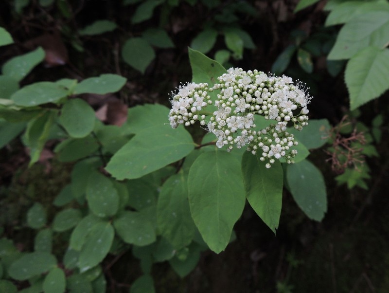 Shinyleaf Meadowsweet