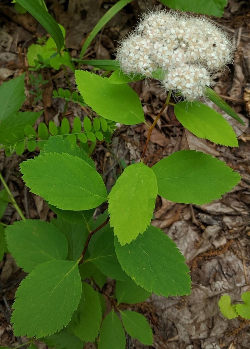 Shinyleaf Meadowsweet photo 2