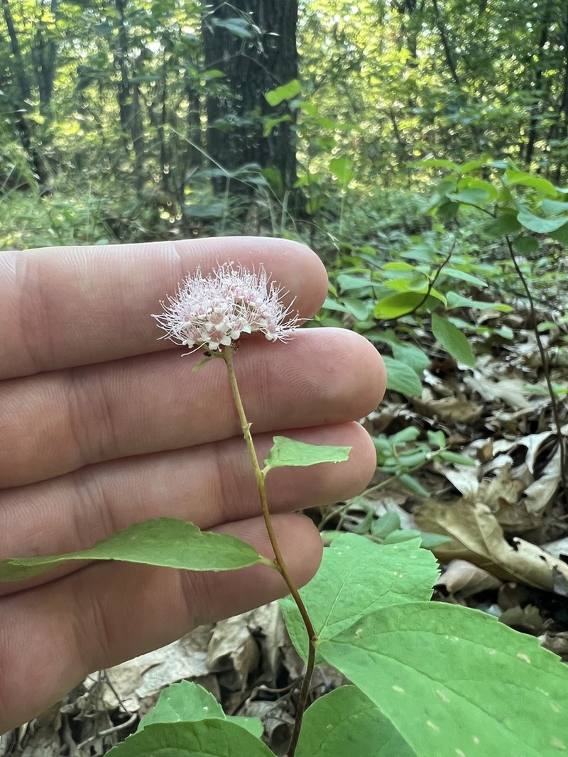 Shinyleaf Meadowsweet photo 3
