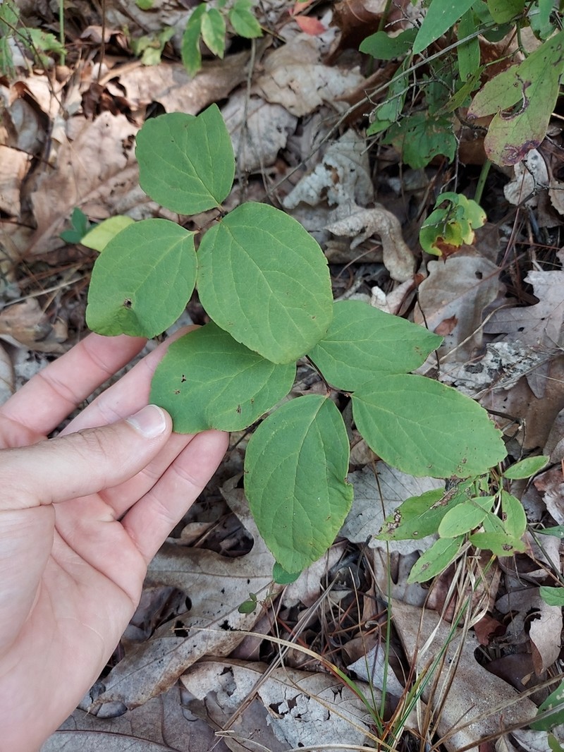Shinyleaf Meadowsweet photo 4