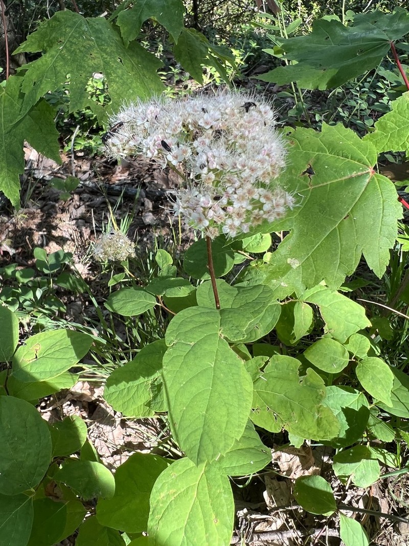 Shinyleaf Meadowsweet photo 5