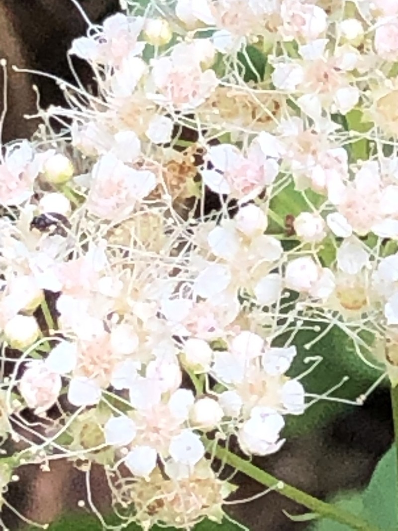 Shinyleaf Meadowsweet photo 6