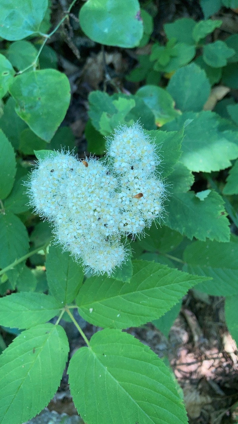 Shinyleaf Meadowsweet photo 7
