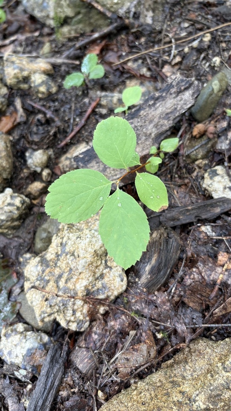 Shinyleaf Meadowsweet photo 8