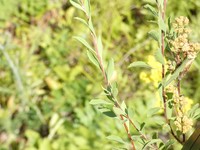 Spiraea crenata