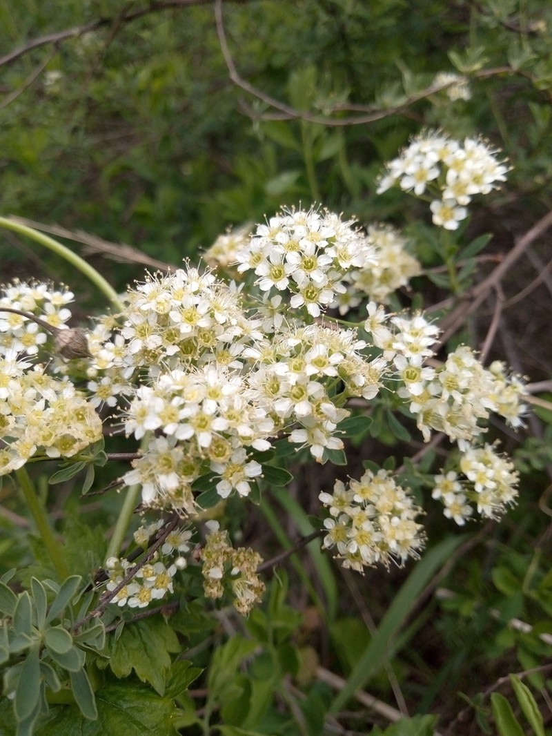 Spiraea crenata photo 2