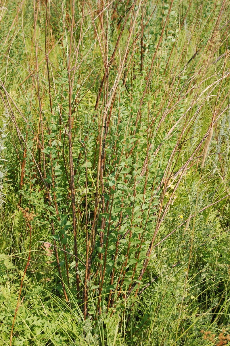 Spiraea crenata photo 3