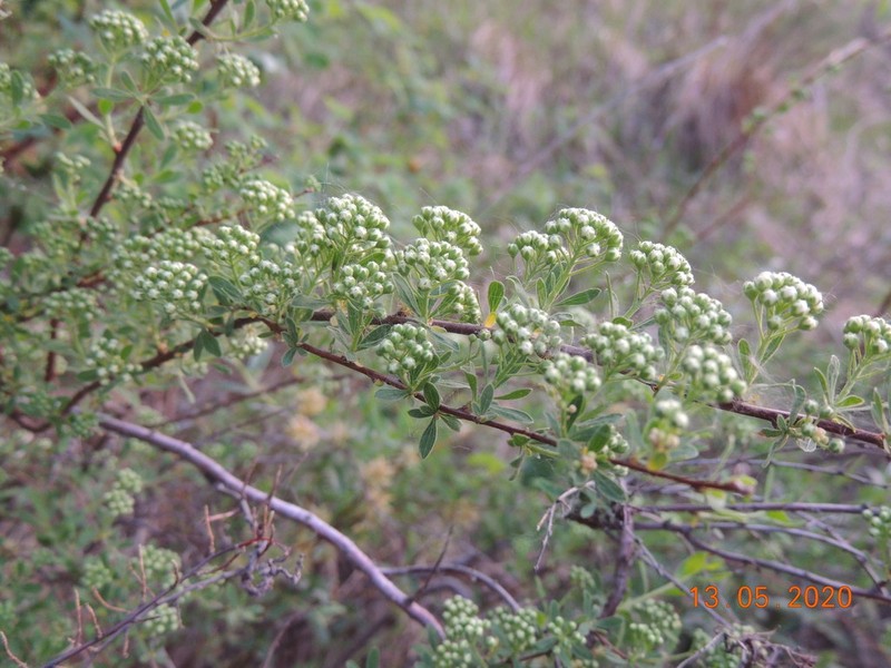 Spiraea crenata photo 4
