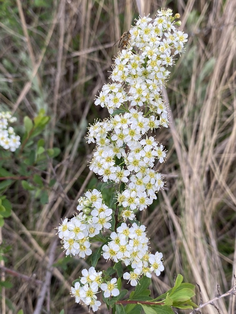 Spiraea crenata photo 5