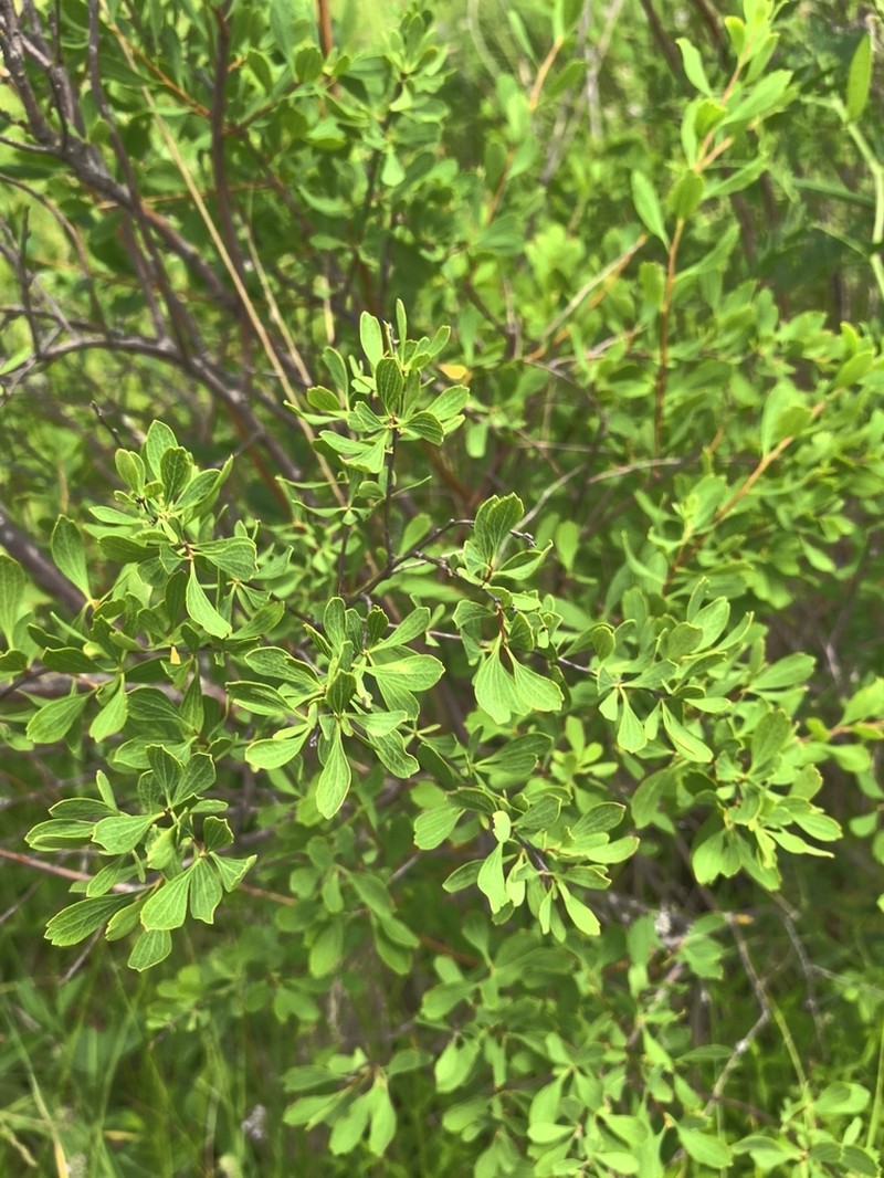 Spiraea crenata photo 7