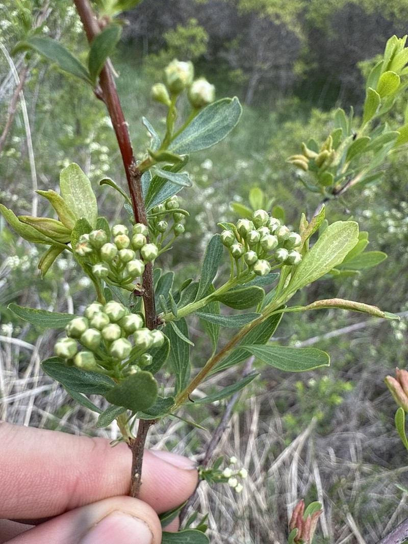 Spiraea crenata photo 8