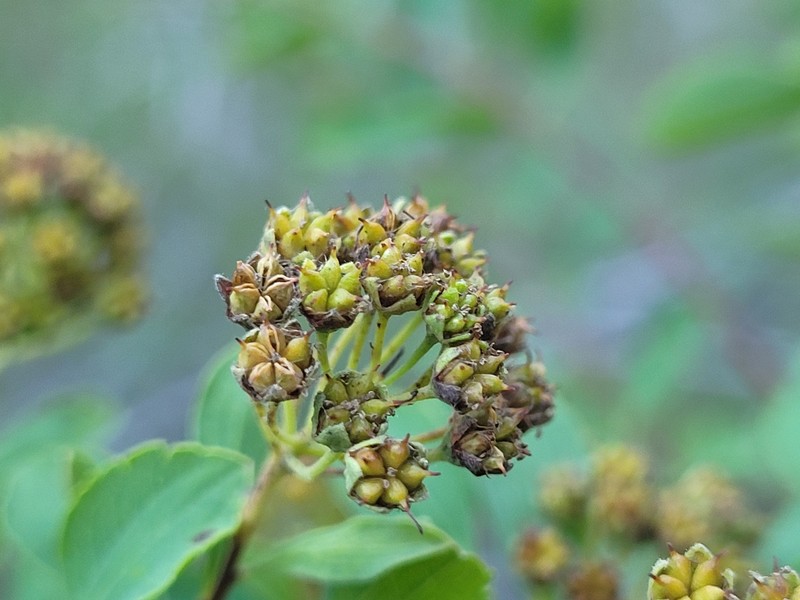 Spiraea crenata subsp. parvifolia
