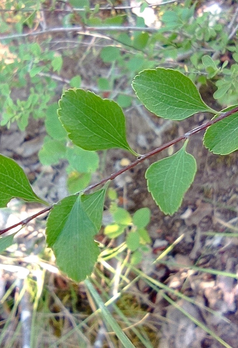 Spiraea crenata subsp. parvifolia photo 2