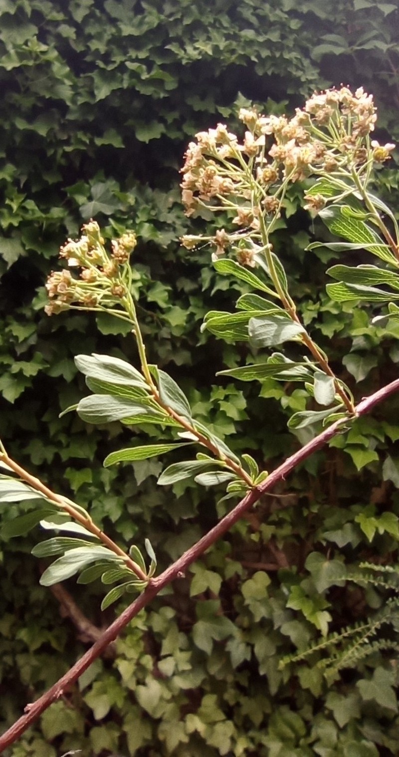 Spiraea crenata subsp. parvifolia photo 3