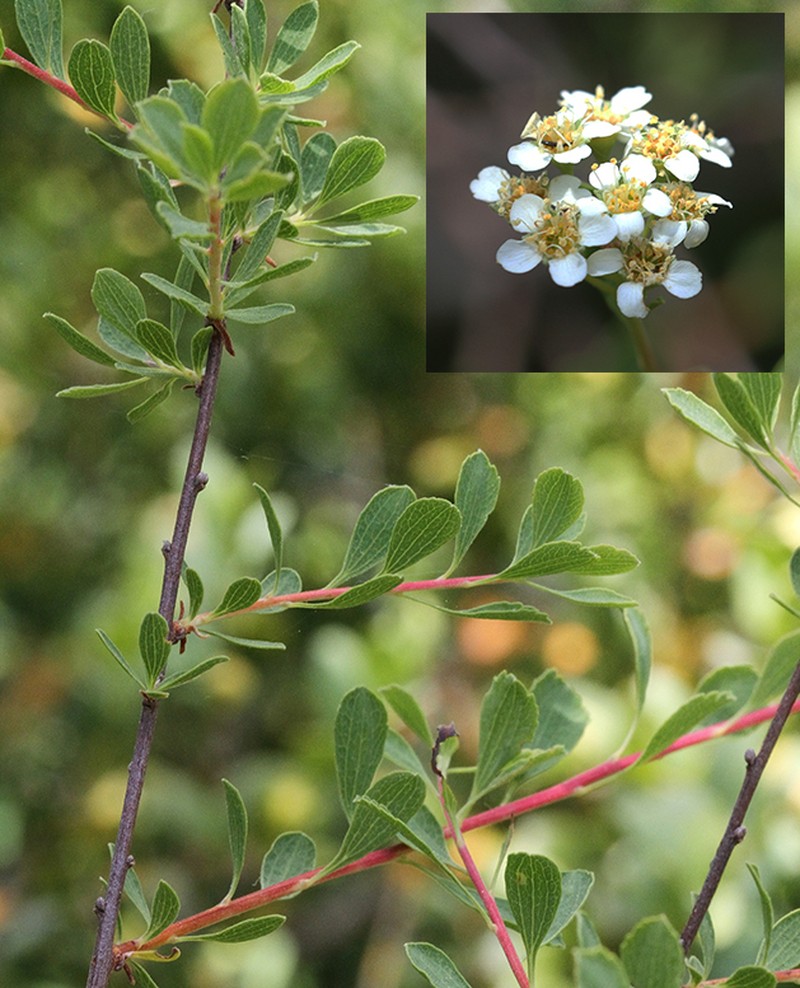Spiraea crenata subsp. parvifolia photo 4