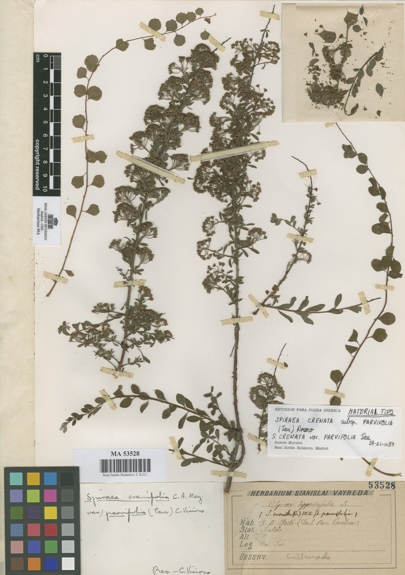 Spiraea crenata subsp. parvifolia photo 5