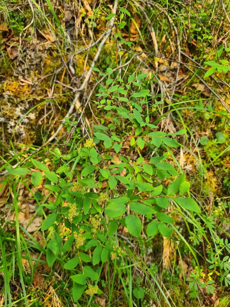 Spiraea dahurica photo 2