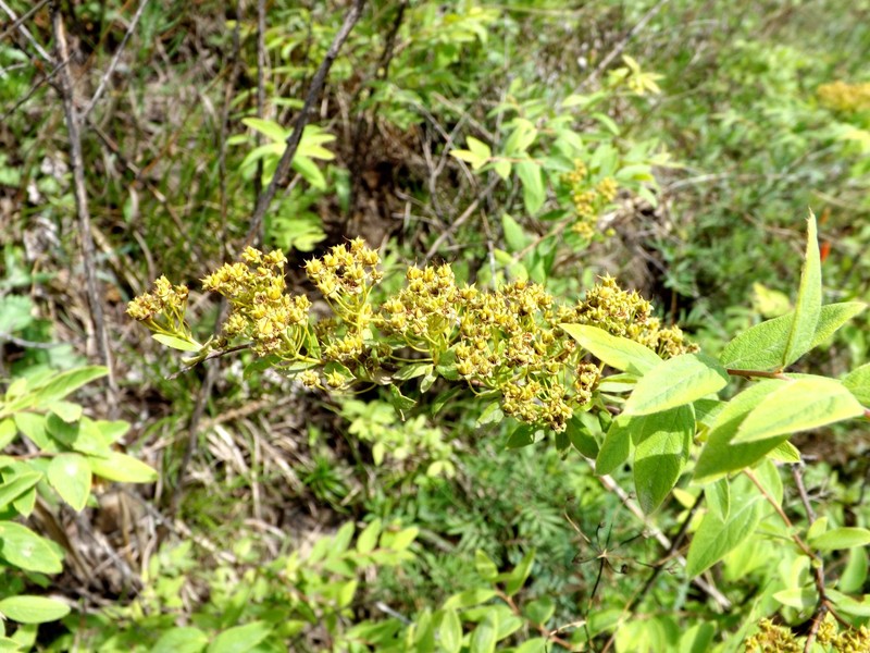 Spiraea dahurica photo 3