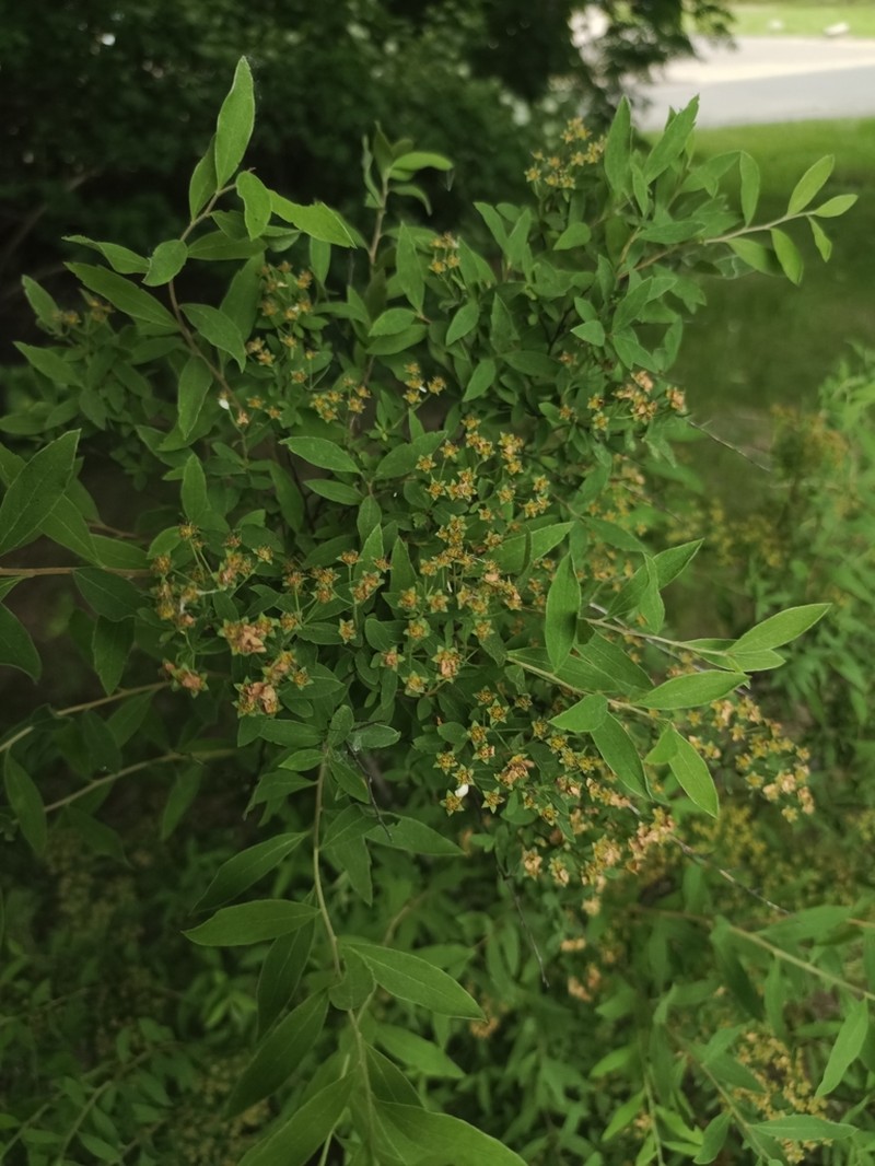 Spiraea dahurica photo 4