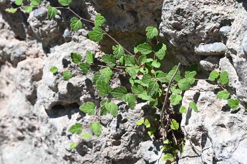 Spiraea dasyantha