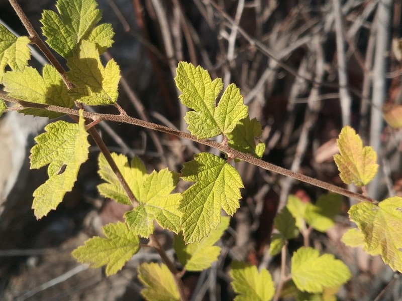 Spiraea dasyantha photo 3