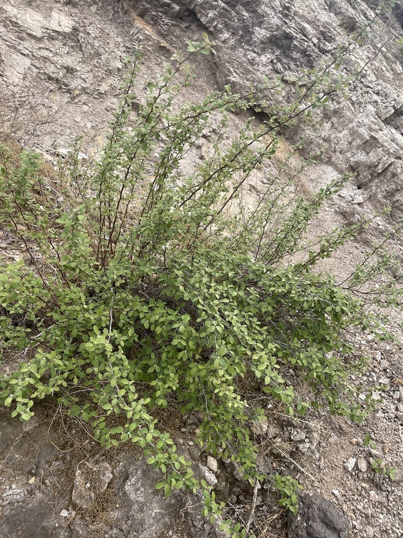 Spiraea dasyantha photo 4