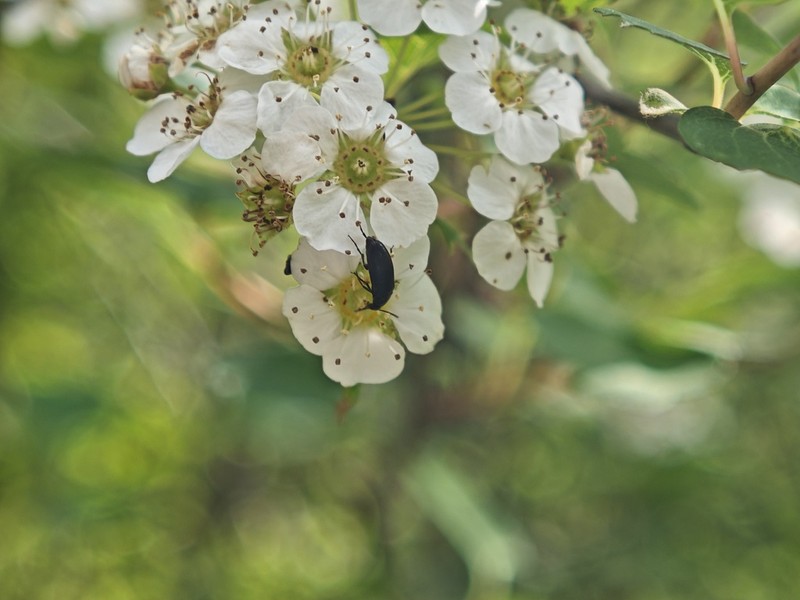 Spiraea dasyantha photo 5