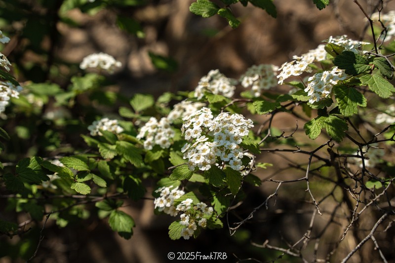 Spiraea dasyantha photo 6