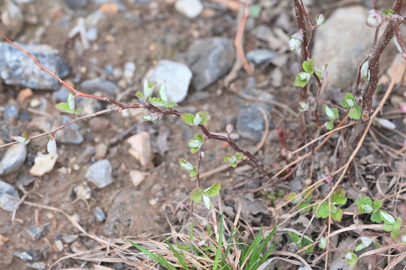 Spiraea dasyantha photo 7