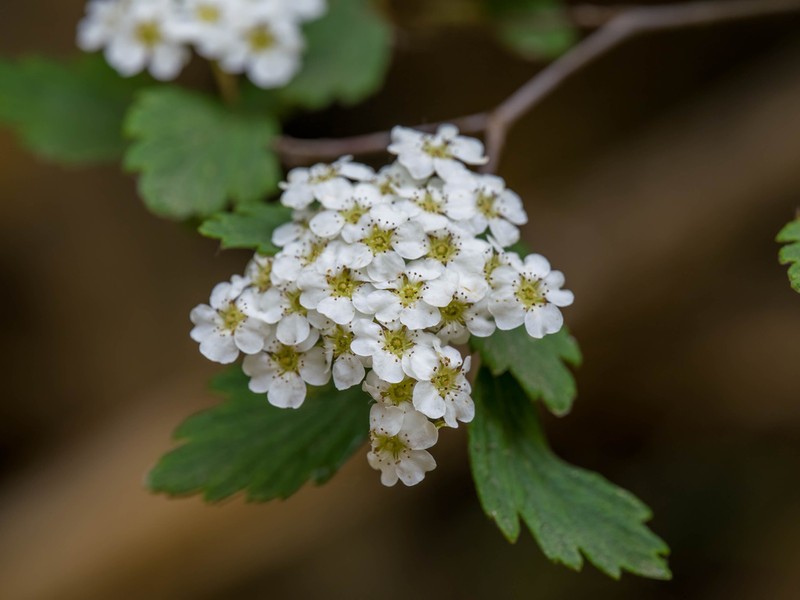 Spiraea dasyantha photo 8